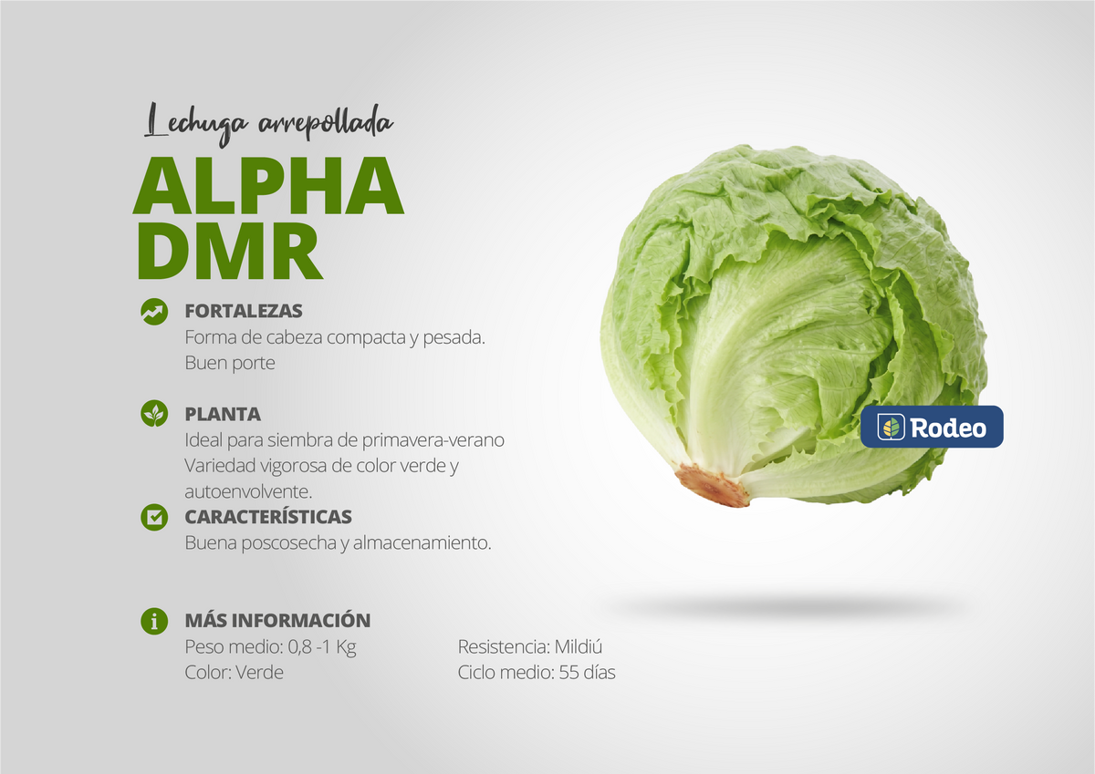 Semillas De Lechuga Arrepollada Alpha DMR x 100g Rodeo Semillas
