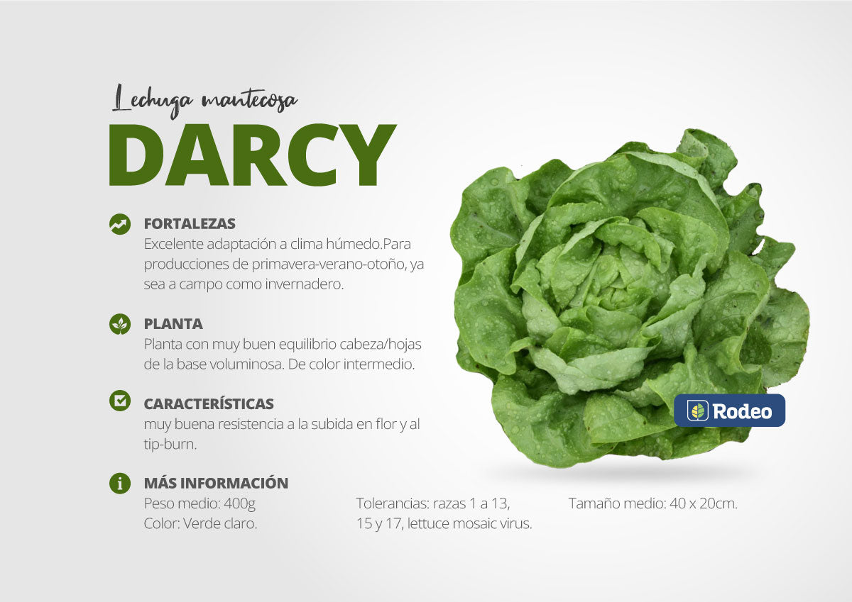 Semillas De Lechuga Mantecosa Darcy X 50g Rodeo Semillas