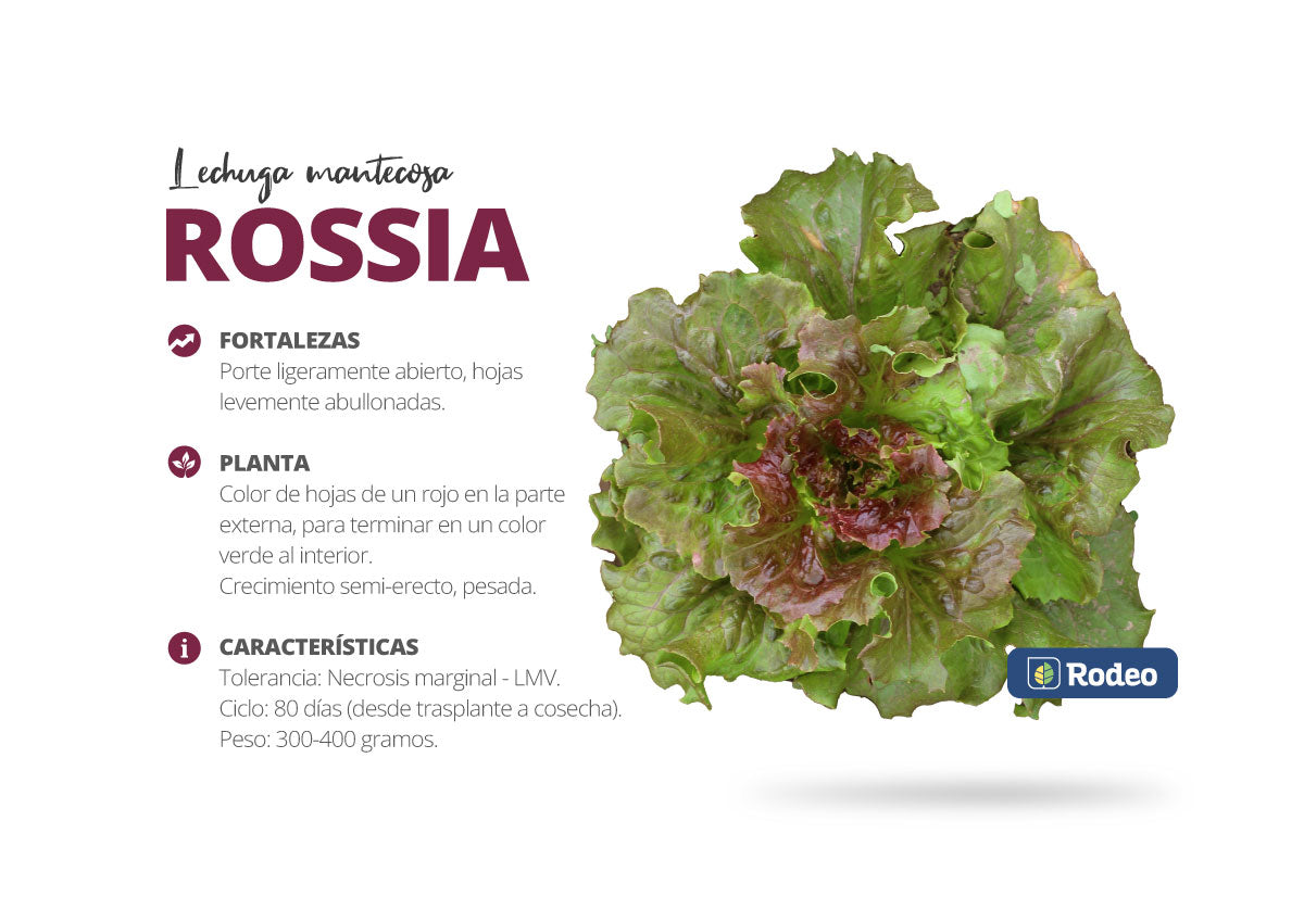 Semillas De Lechuga Mantecosa Rossia Prim/Verano x 500 g Rodeo Semillas