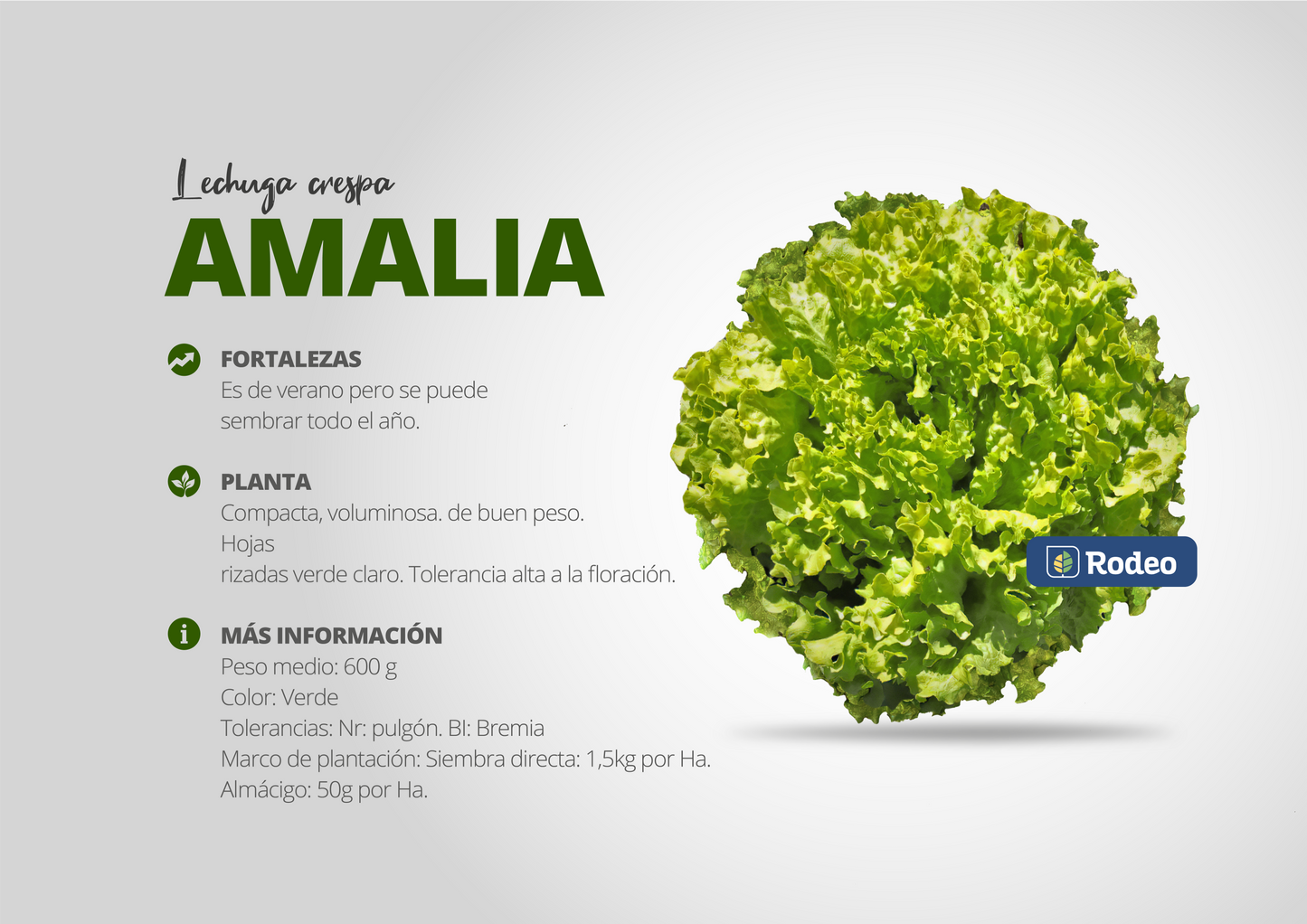 Semillas De Lechuga Crespa Amalia X 50g Rodeo Semillas