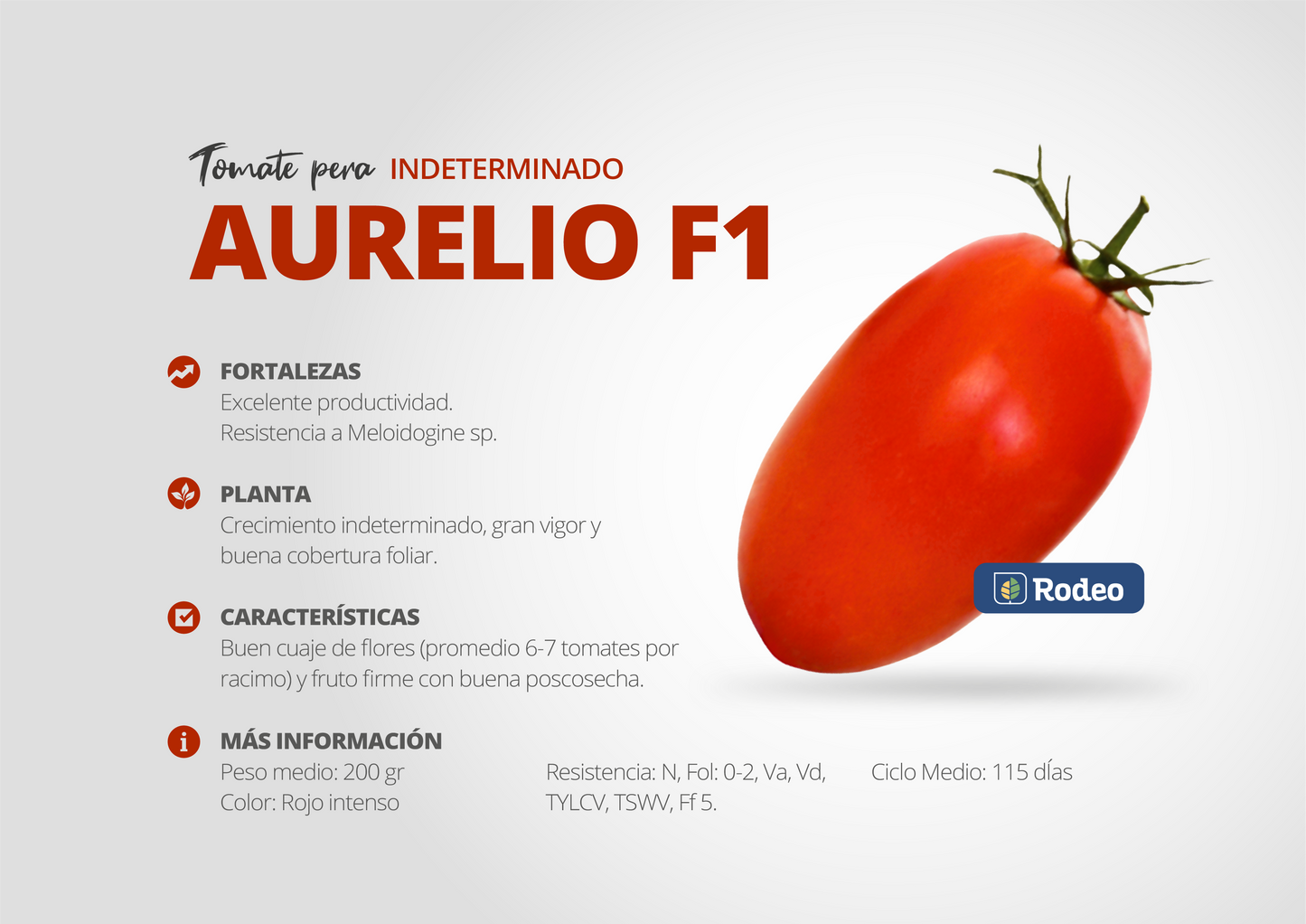 Semillas De Tomate Pera Aurelio F1 Indet. x 1000 sem Rodeo Semillas