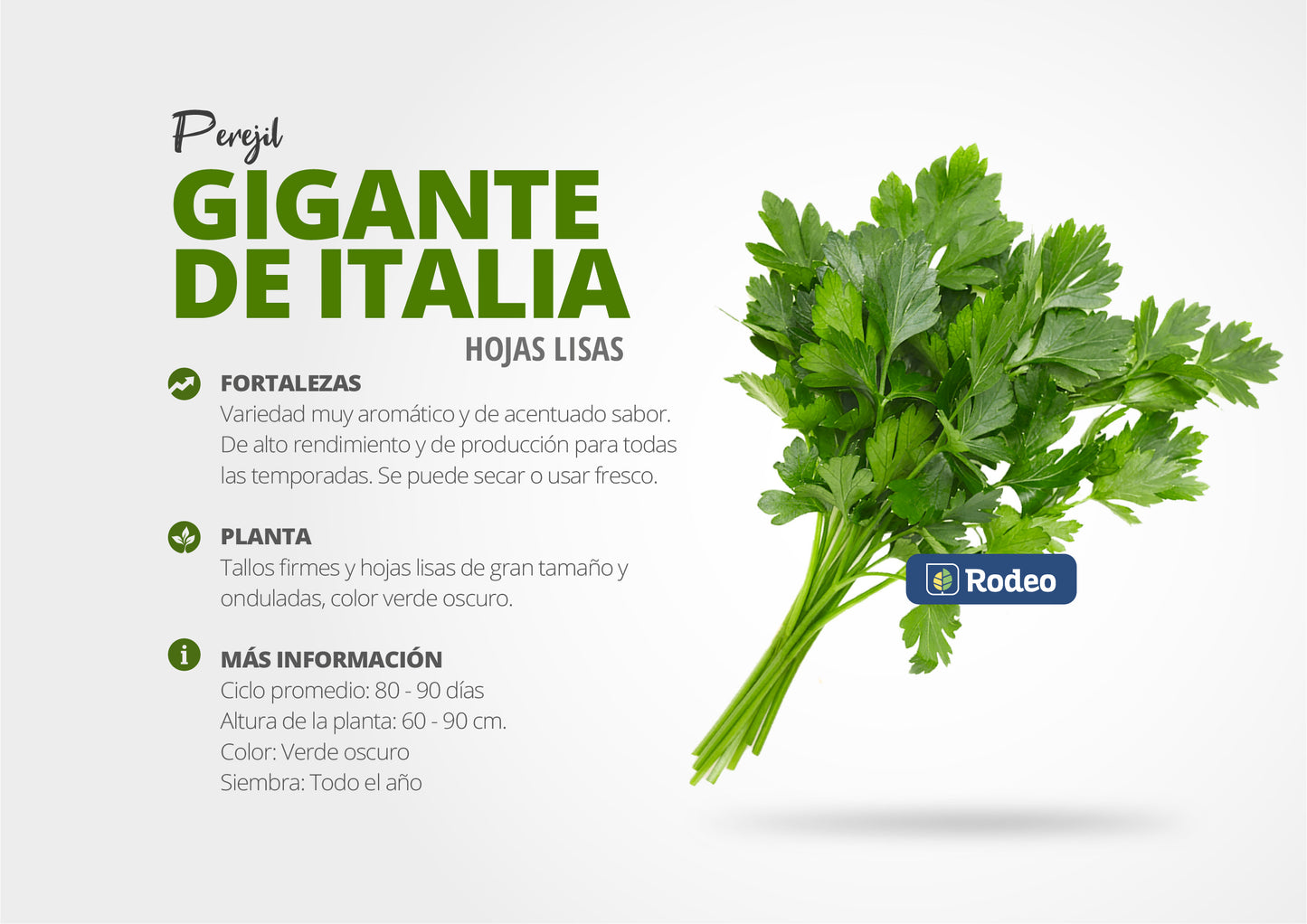 Semilla De Perejil Gigante De Italia x 1 Kg Fon Jorge Rodeo Semillas