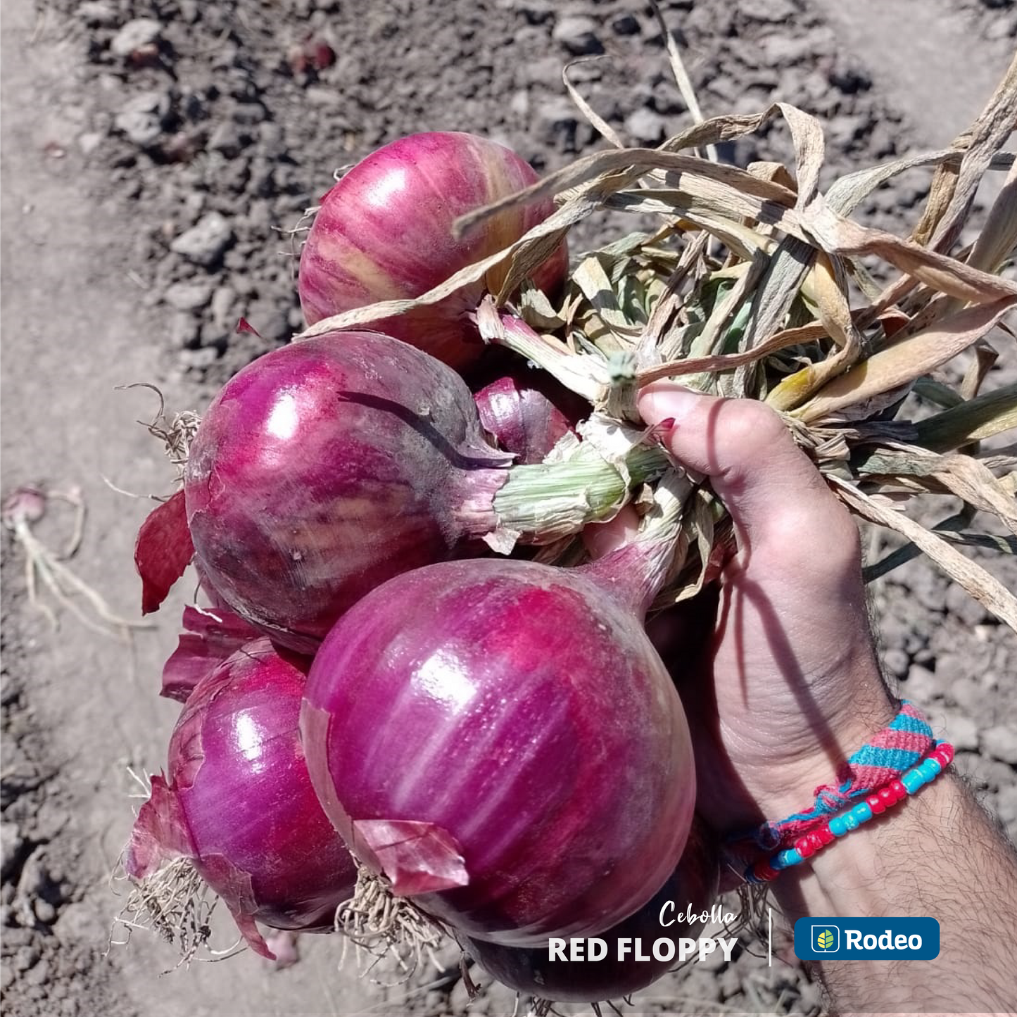 Semillas De Cebolla Roja Red Floppy X 1 Kg Rodeo Semillas