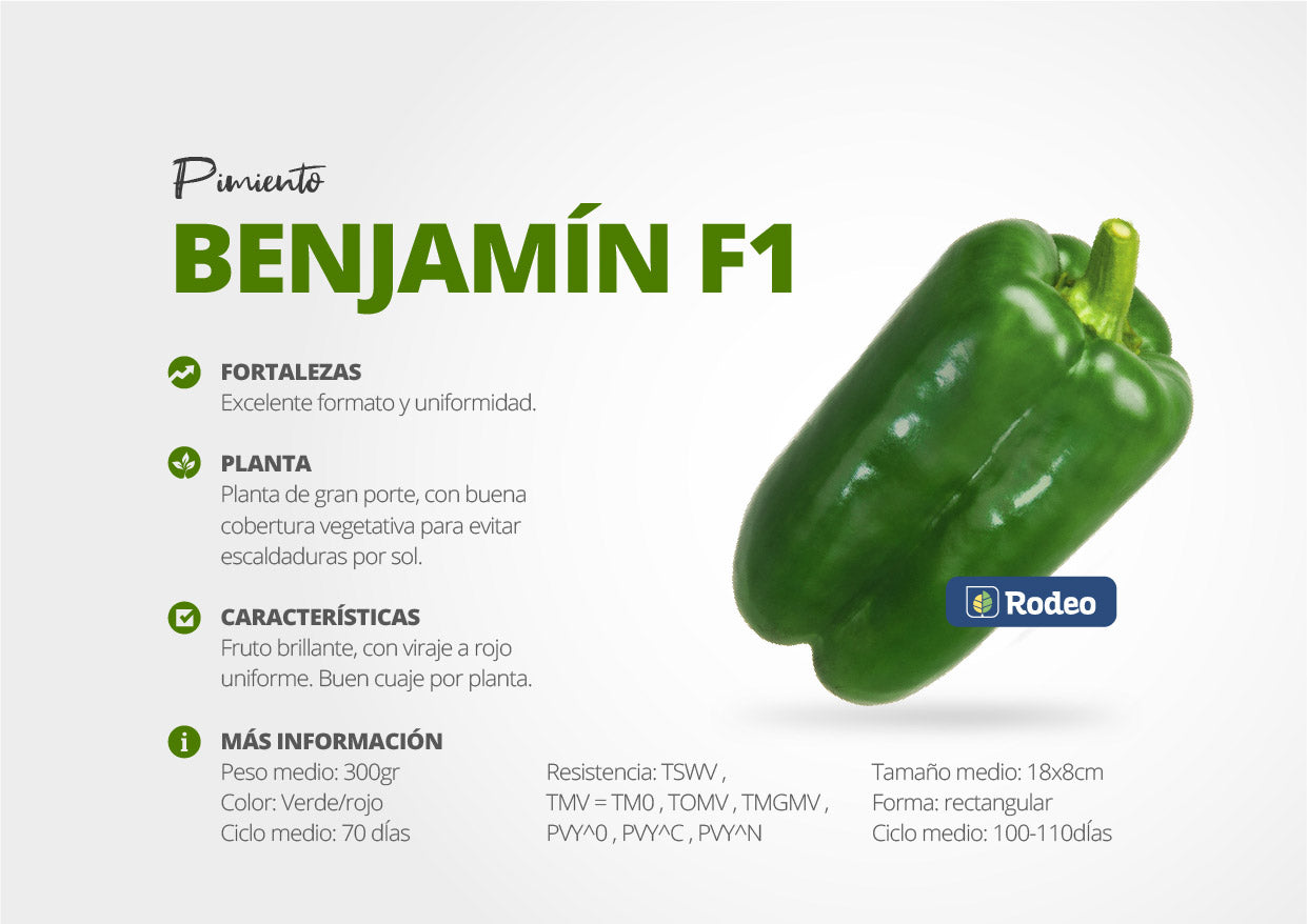 Semillas De Pimiento Lamuyo Benjamín x1000 sem Rodeo Semillas