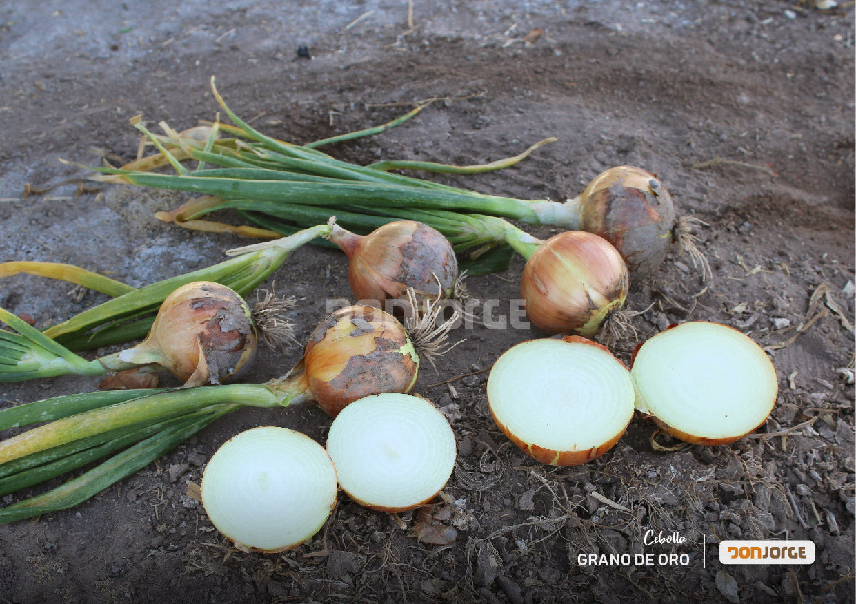 Semillas De Cebolla Grano De Oro X 6kg (cal2.5) Don Jorge