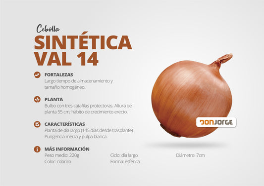 Semillas De Cebolla Sintética 14 X 6kg Don Jorge