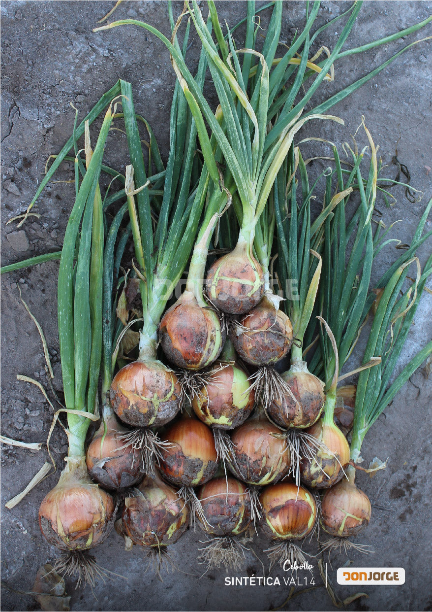 Semillas De Cebolla Sintética 14 x6kg Don Jorge