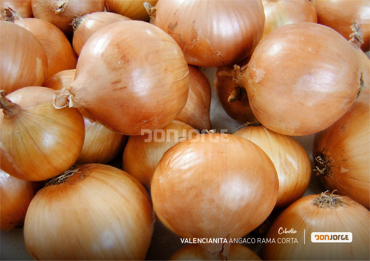 Semillas De Cebolla Angaco Ciclo Corto x 6kg Don Jorge
