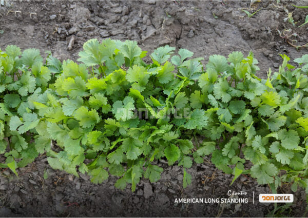 Semillas De Cilantro American Long Standing X 1kg Don Jorge