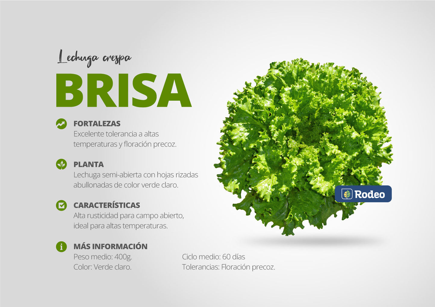 Semillas De Lechuga Crespa Verde Brisa X 500g Rodeo Semillas