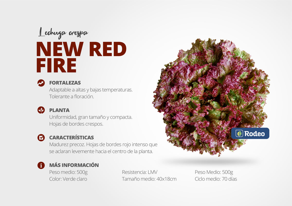 Semillas De Lechuga Crespa New Red Fire x 100 g Rodeo Semillas