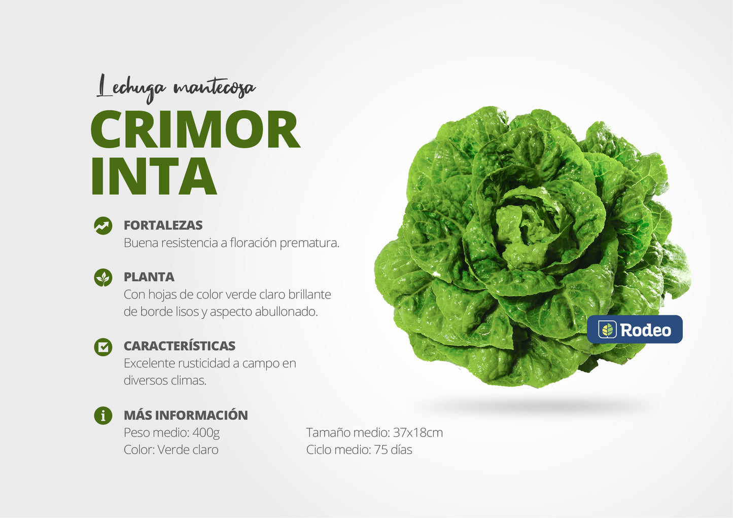 Semillas De Lechuga Mant. Crimor Inta x 100g Rodeo Semillas