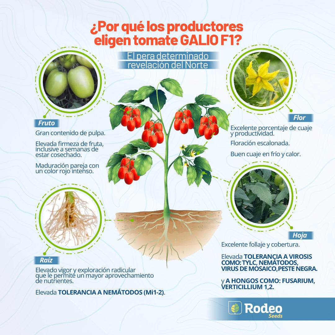 Semillas De Tomate Pera Galio F1 Det.x1000sem Rodeo Semillas