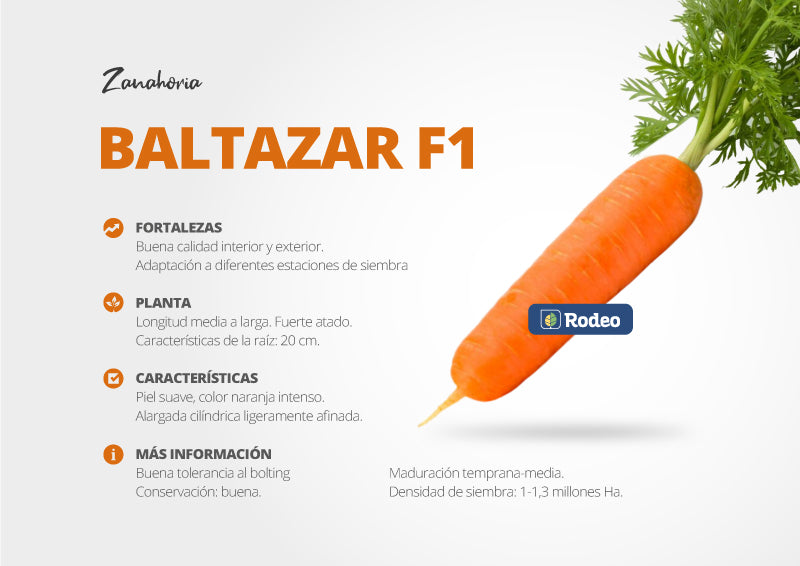 Semillas De Zanahoria Nantesa Baltazar F1 x 50.000 sem Rodeo Semillas
