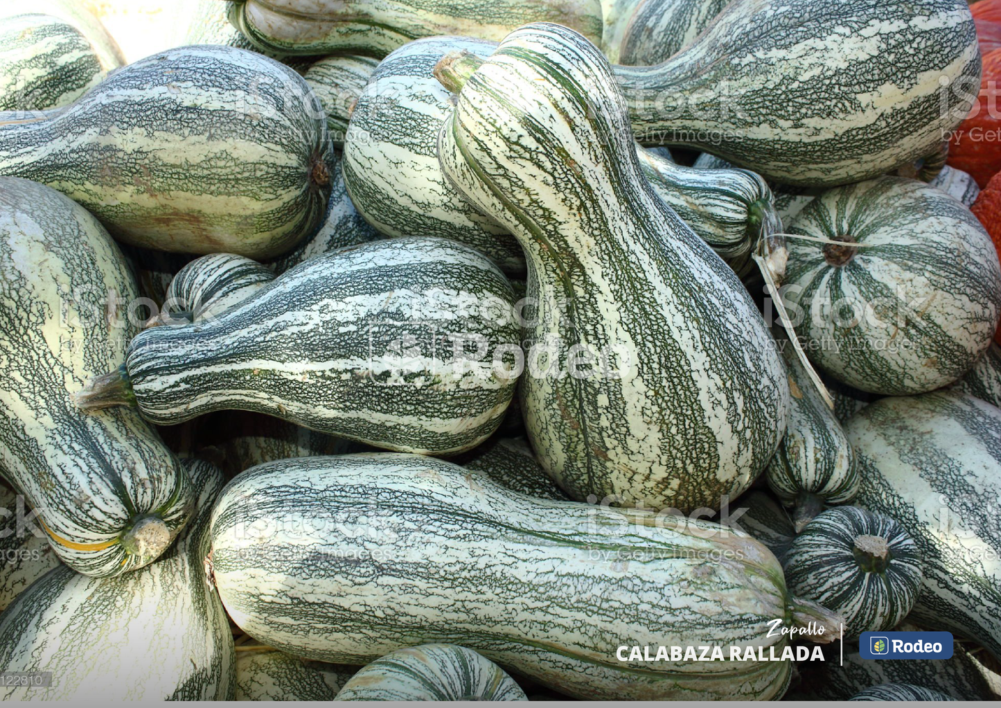 Semillas De Zapallo Calab. Rayada Pulpa Salmón x 1kg Don Jorge