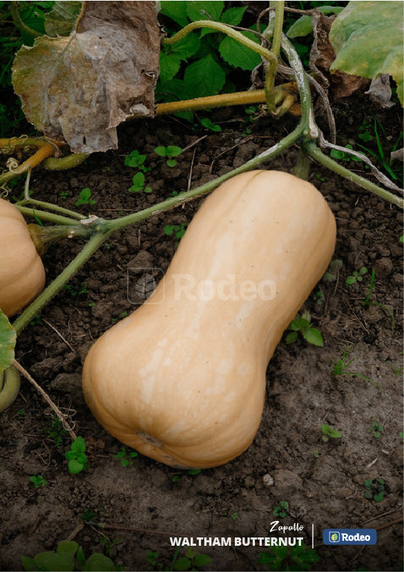 Semillas De Zapallo Anco Waltham Butternut X 1 kg Don Jorge