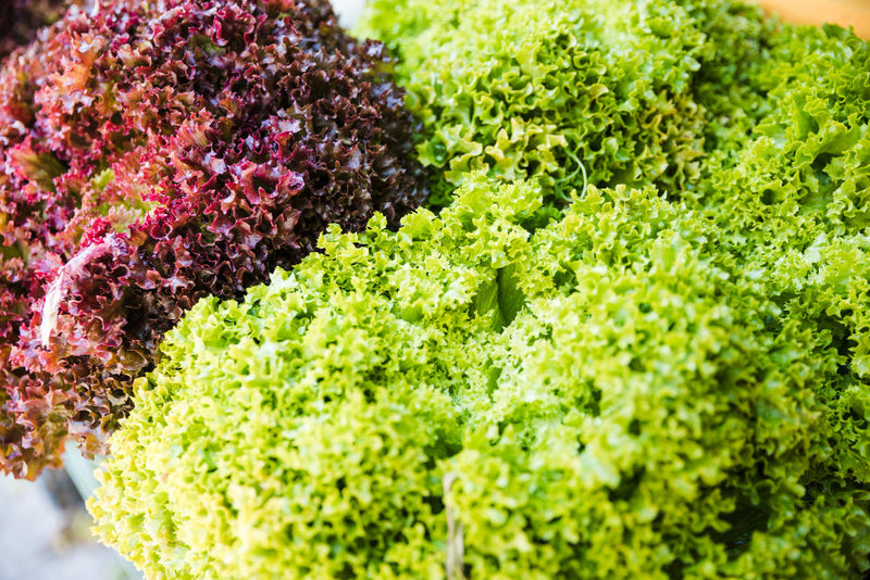 Lechuga