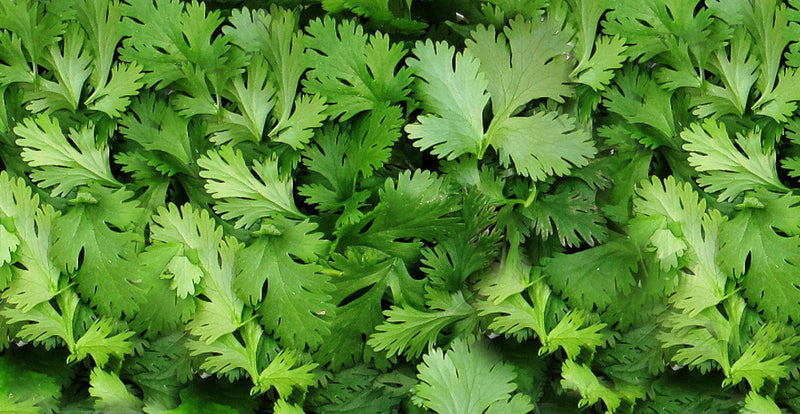 Cilantro