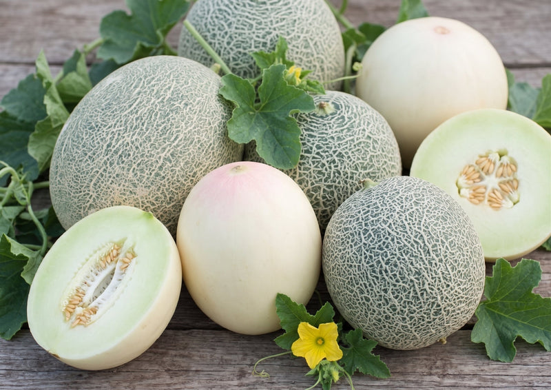 Melón