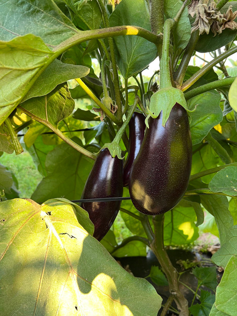 Berenjena