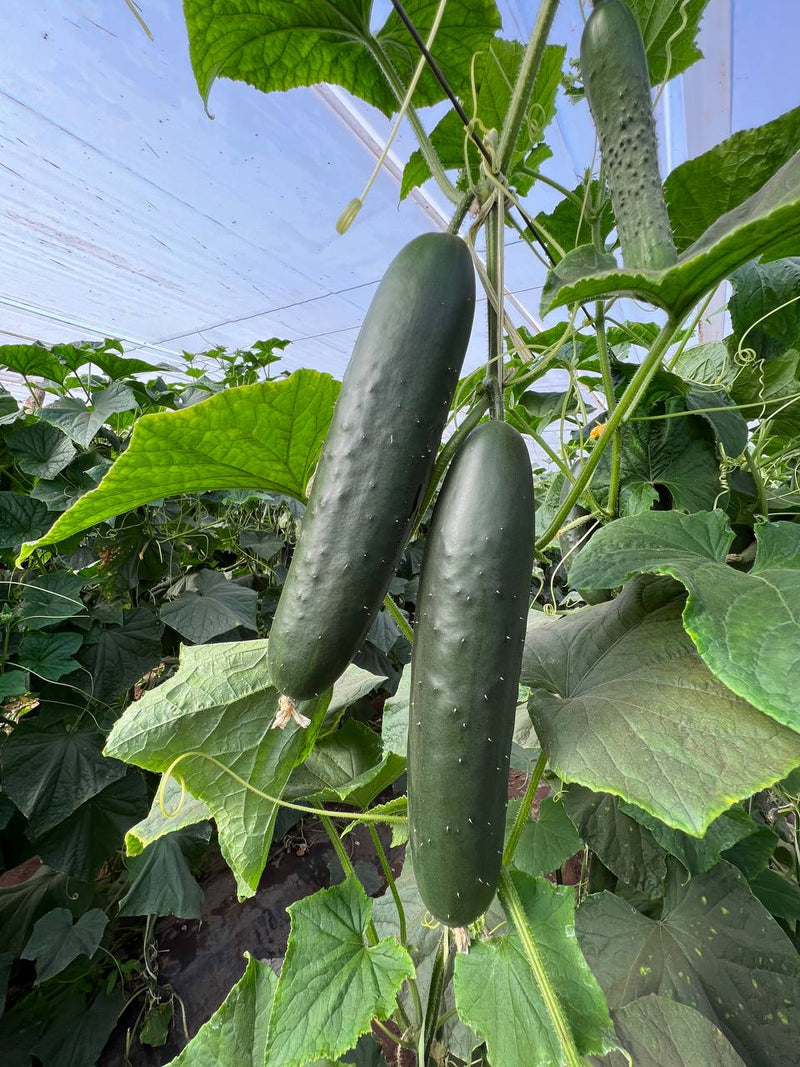 Pepino
