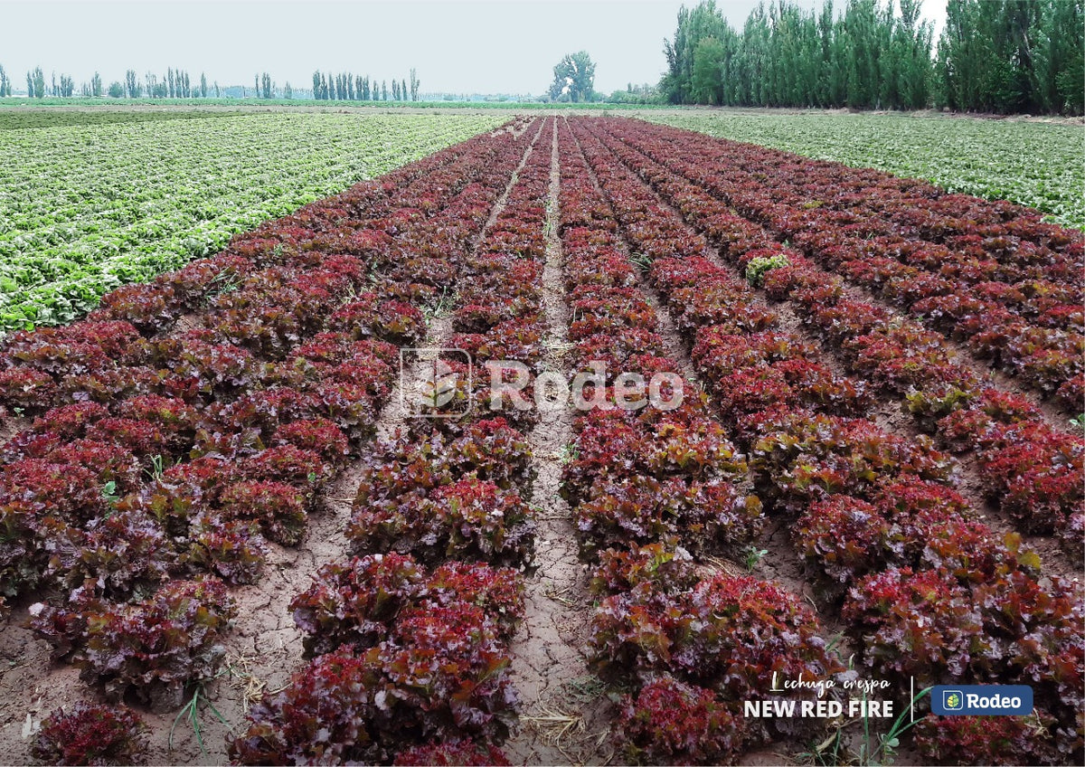 Semillas De Lechuga Crespa New Red Fire x 100 g Rodeo Semillas