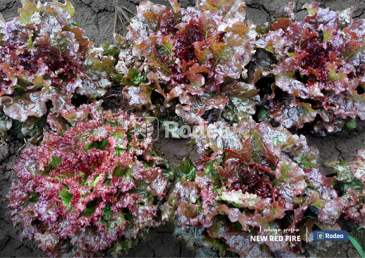 Semillas De Lechuga Crespa New Red Fire x 100 g Rodeo Semillas