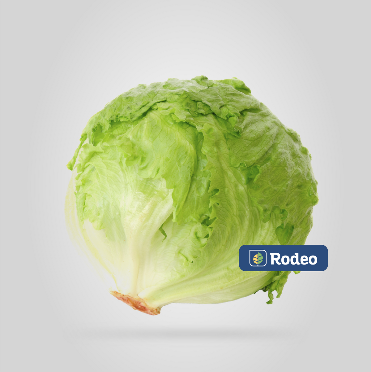Semillas De Lechuga Arrepollada Alpha DMR x 100g Rodeo Semillas