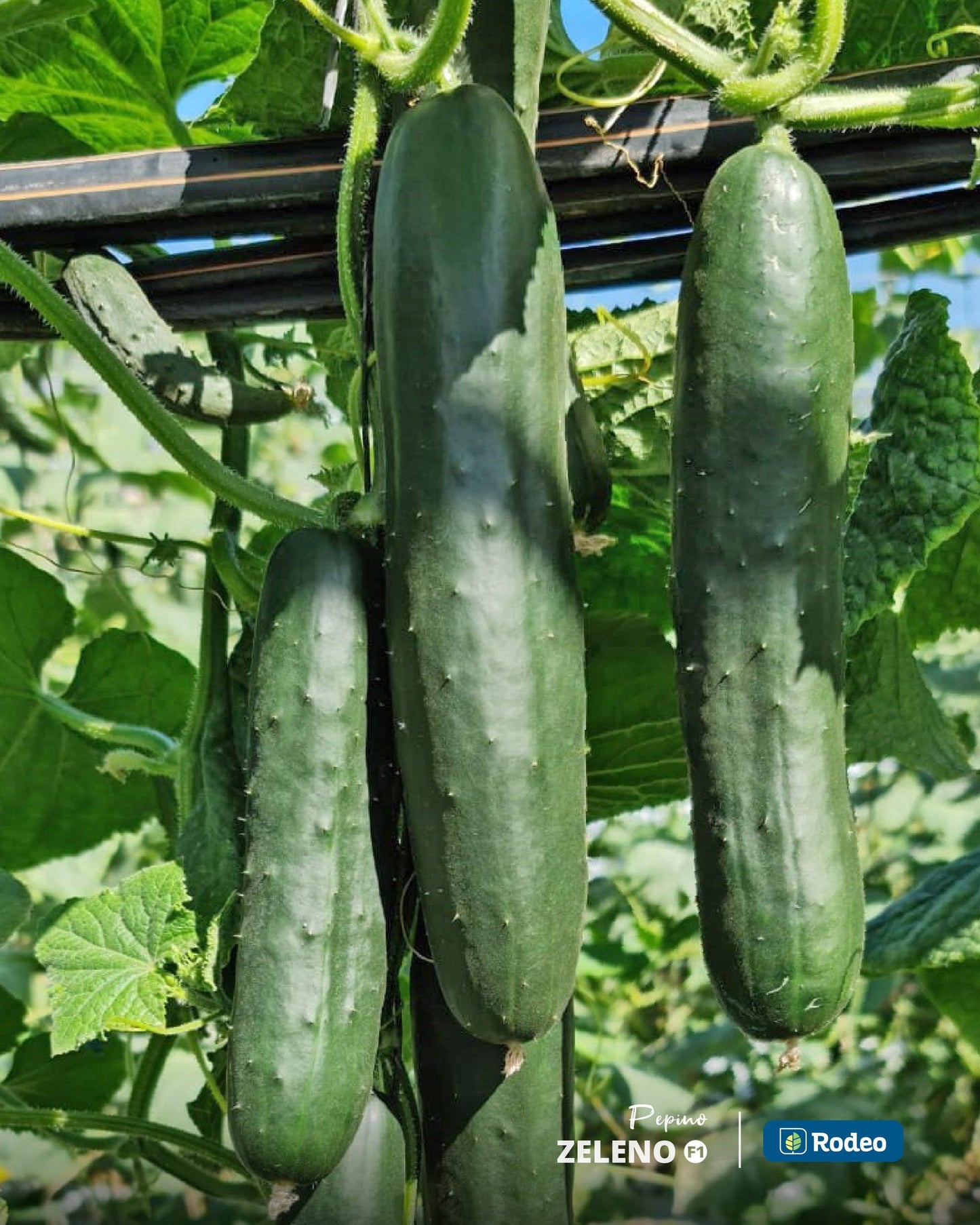 Semillas De Pepino Verde Zeleno F1 Indet. Rodeo Semillas