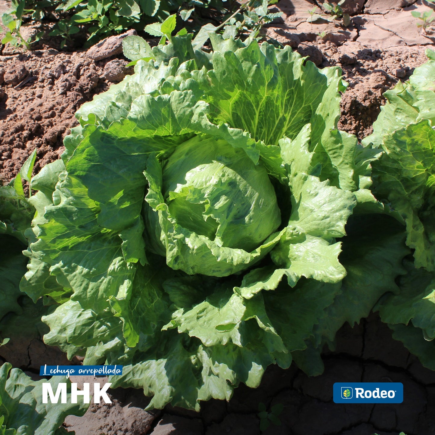 Semillas De Lechuga Capuchina Mhk X 100g Rodeo Semillas