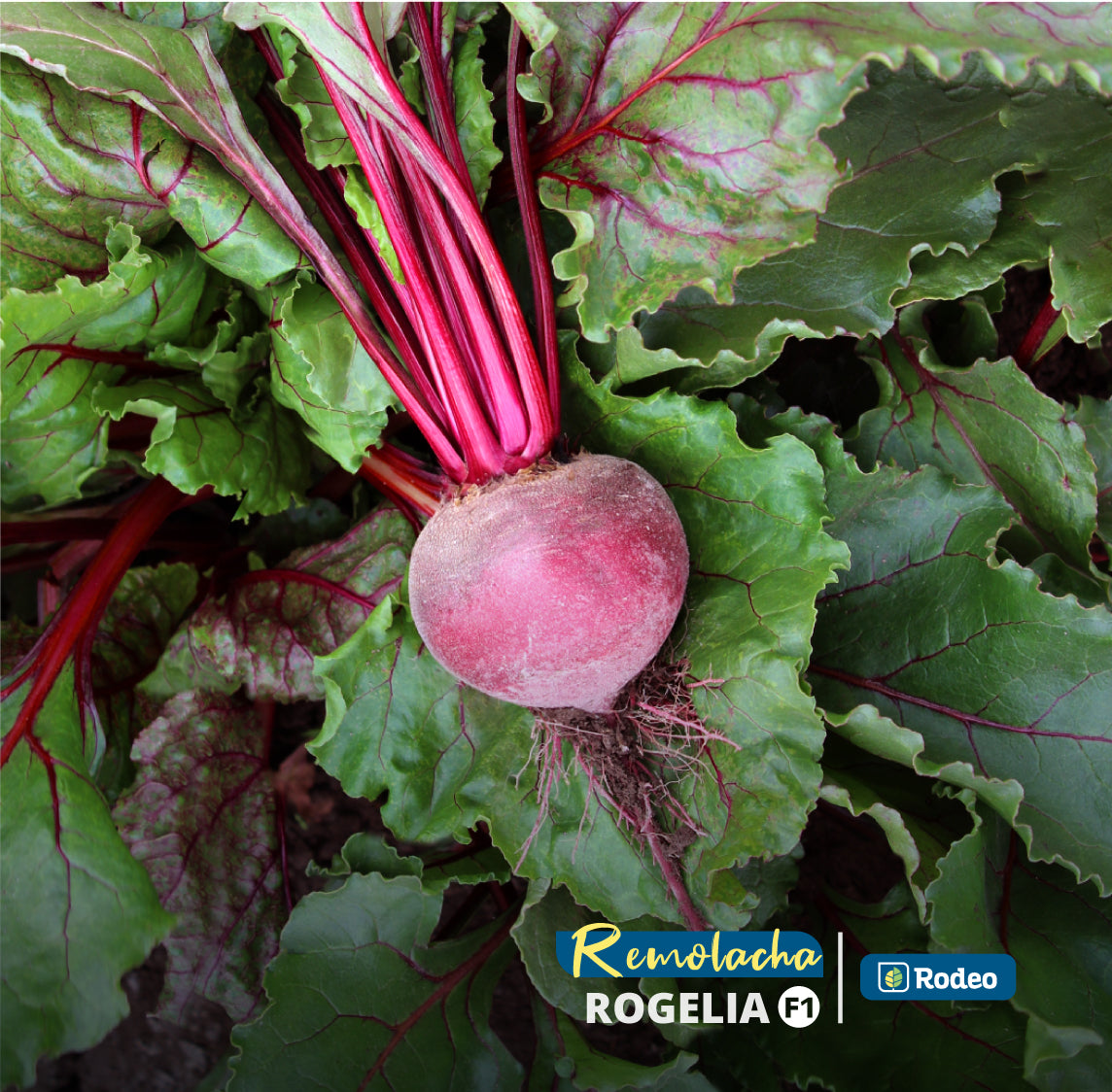 Semillas De Remolacha Rogelia F1(cajax30ux500g)rodeosemillas
