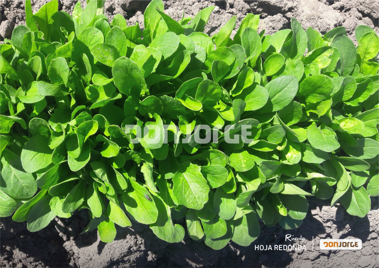 Semillas de Rúcula Hoja Redonda x 1 Kg | Don Jorge | Rodeo Semillas