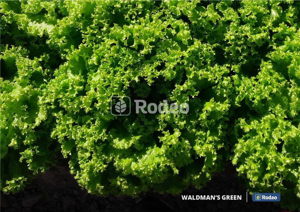 Semillas De Lechuga Crespa Waldman´s  x 100 g Rodeo Semillas