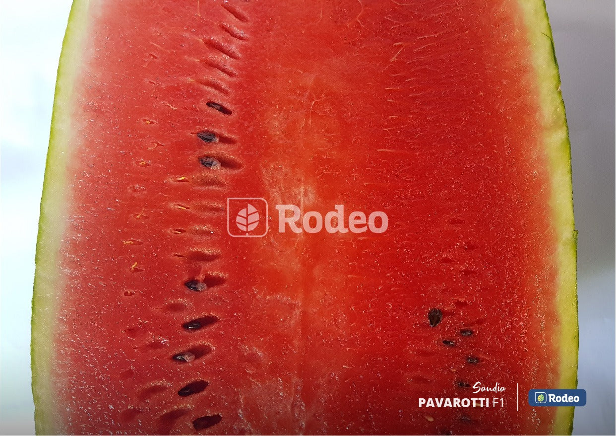 Semillas De Sandía Pavarotti F1 Oblonga X1000 Rodeo Semillas