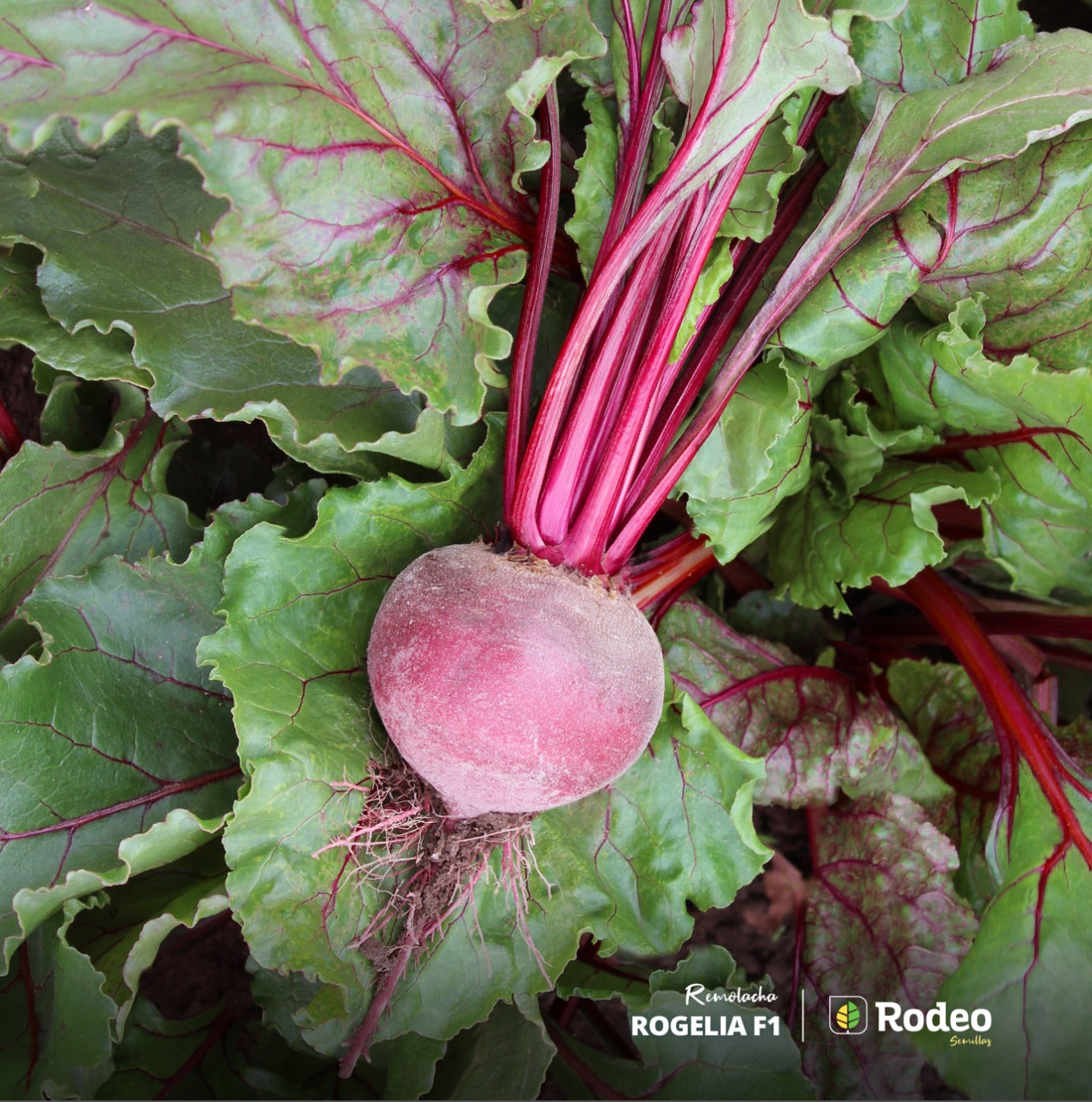 Semillas De Remolacha Rogelia F1(cajax30ux500g)rodeosemillas