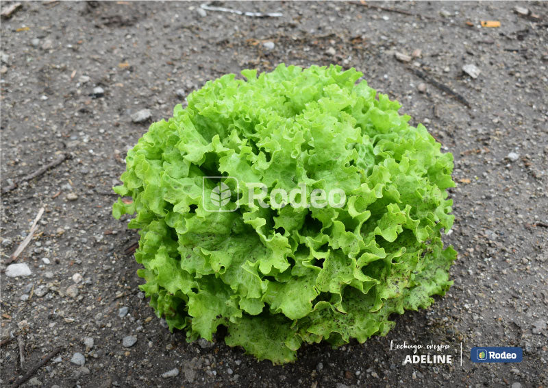 Lechuga crespa Adeline - detalle de planta
