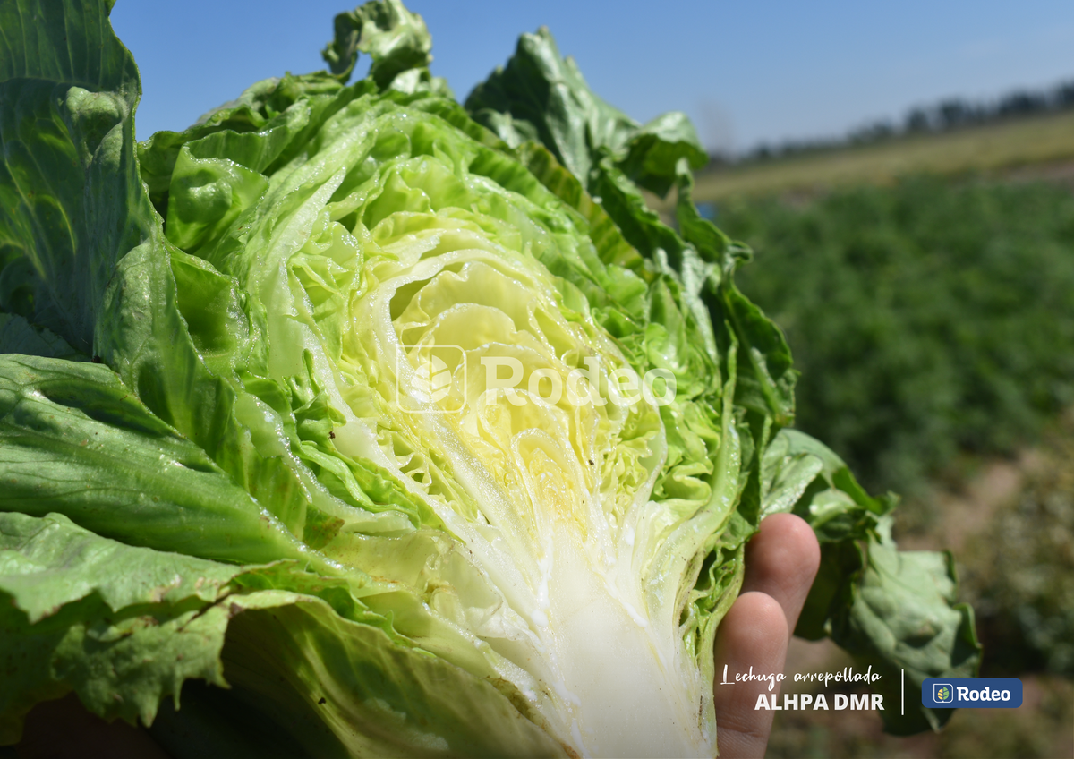 Semillas De Lechuga Arrepollada Alpha DMR x 100g Rodeo Semillas