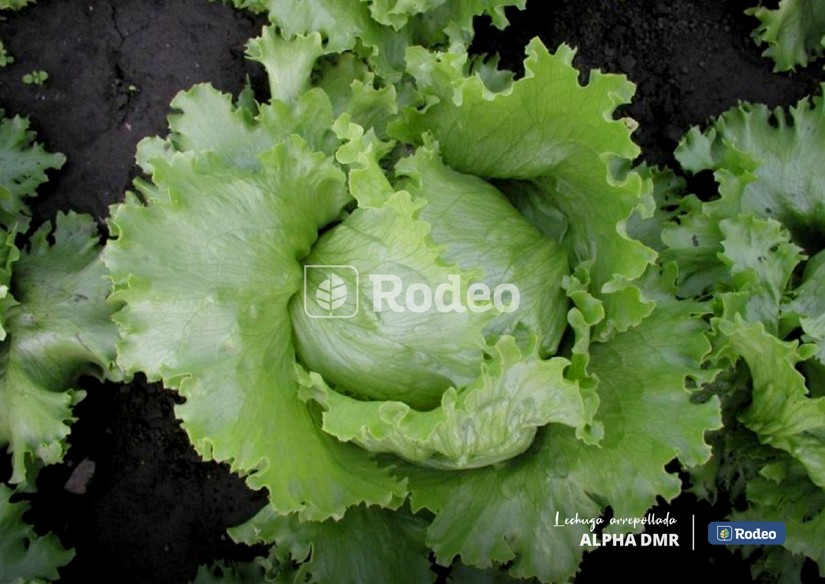 Semillas De Lechuga Arrepollada Alpha DMR x 100g Rodeo Semillas