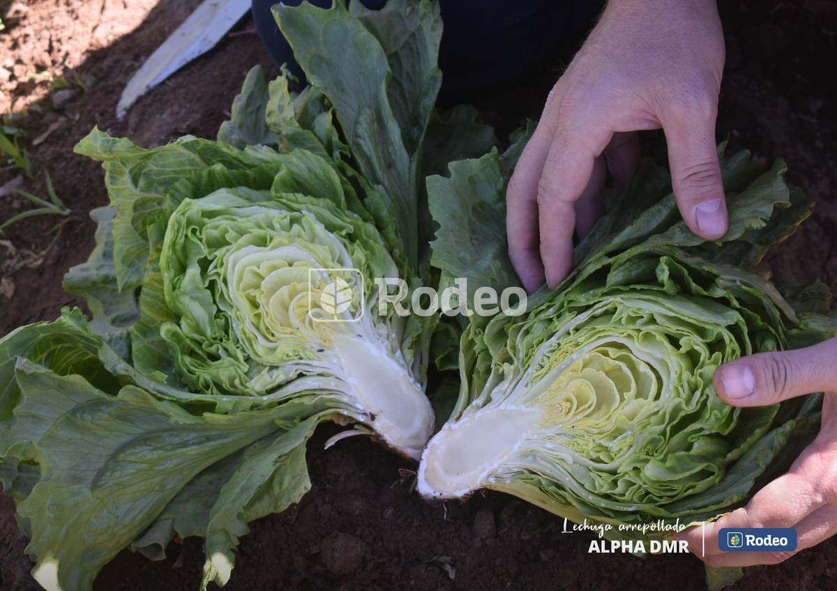 Semillas De Lechuga Arrepollada Alpha DMR x 100g Rodeo Semillas