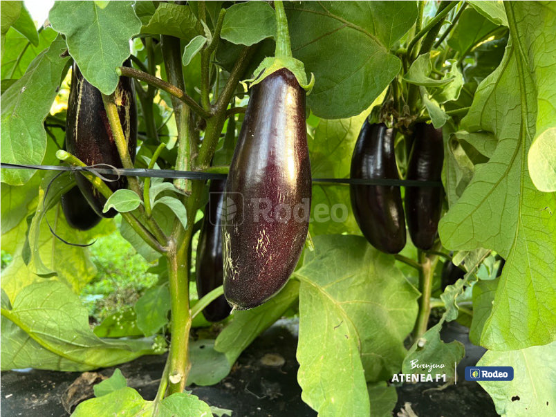 Semillas De Berenjena Atenea F1 X 1.000 Sem Rodeo Semillas
