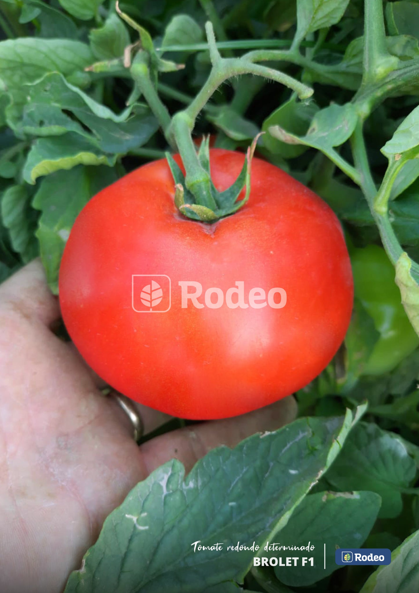 Semillas De Tomate Redondo Brolet F1 Det. Rodeo Semillas