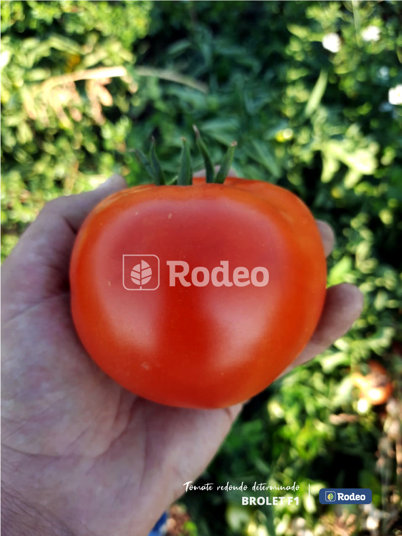 Semillas De Tomate Redondo Brolet F1 Det. Rodeo Semillas