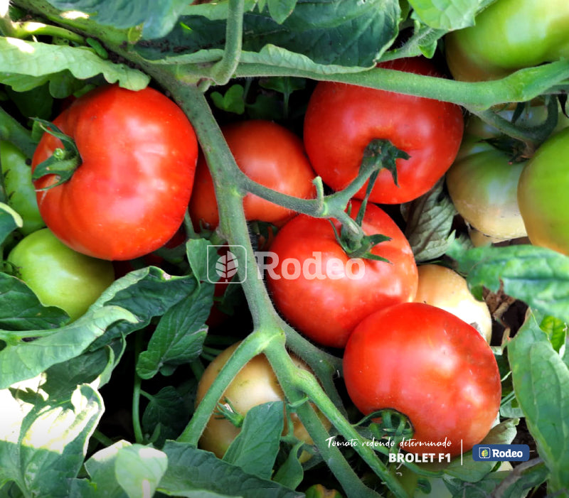 Semillas De Tomate Redondo Brolet F1 Det. Rodeo Semillas