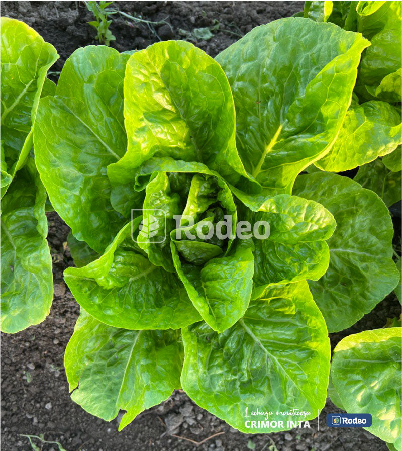 Semillas De Lechuga Mant. Crimor Inta x 100g Rodeo Semillas