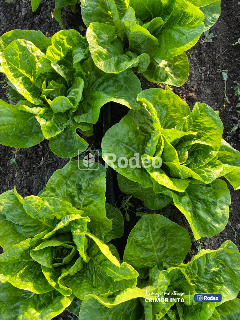 Lechuga mantecosa Crimor Inta - Rodeo Semillas