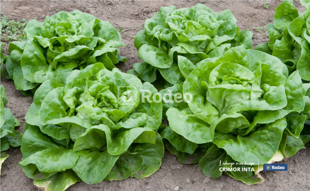 Semillas De Lechuga Mant. Crimor Inta X 500g Rodeo Semillas
