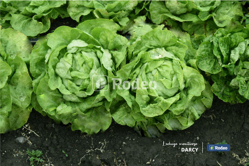 Semillas De Lechuga Mantecosa Darcy X 50g Rodeo Semillas