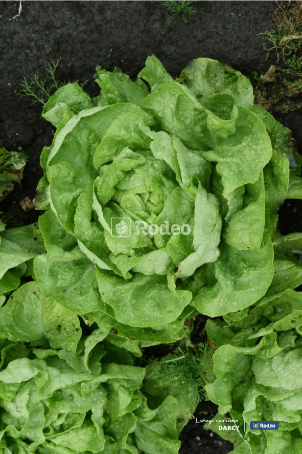 Semillas De Lechuga Mantecosa Darcy X 50g Rodeo Semillas