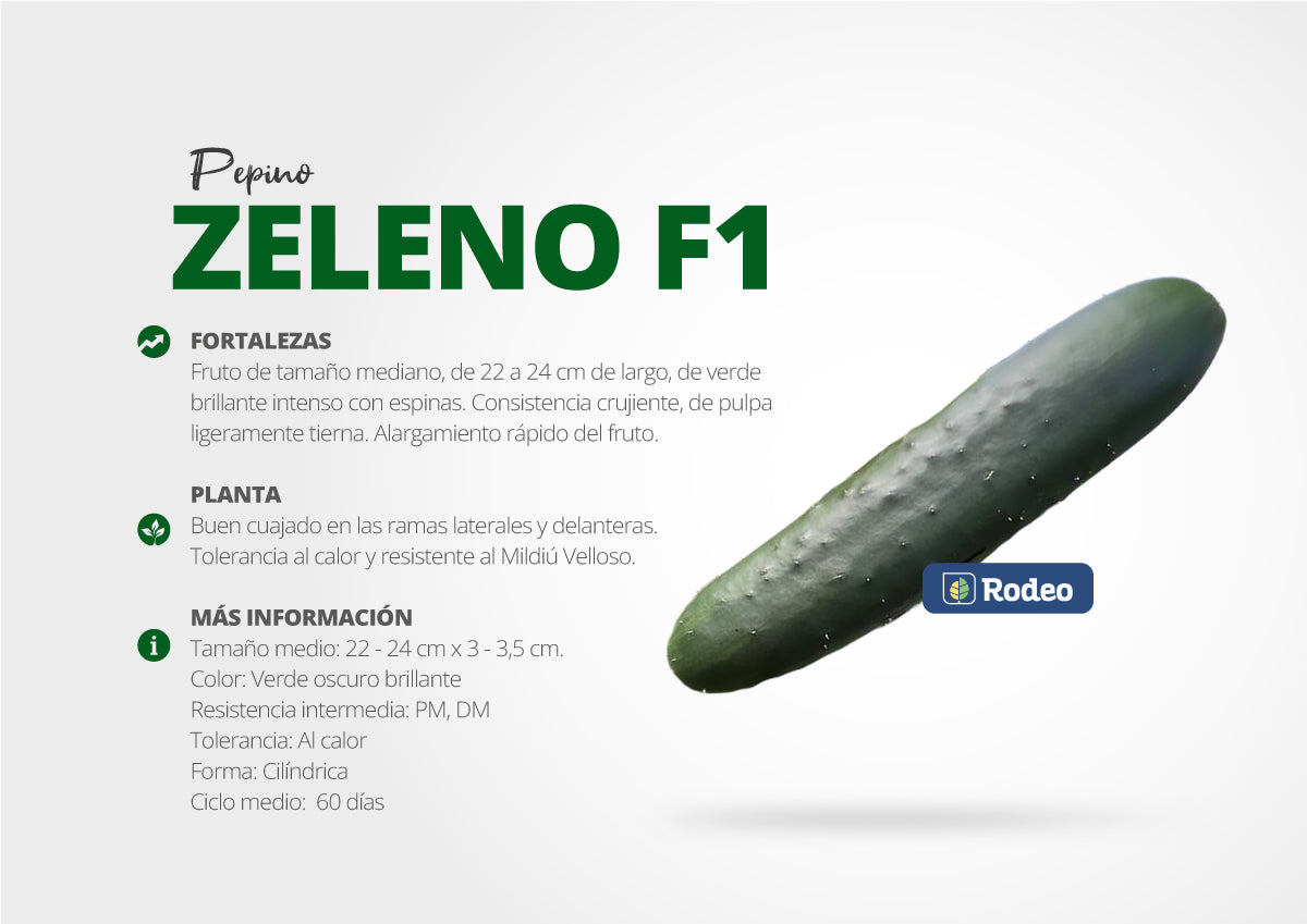 Semillas De Pepino Verde Zeleno F1 Indet. Rodeo Semillas