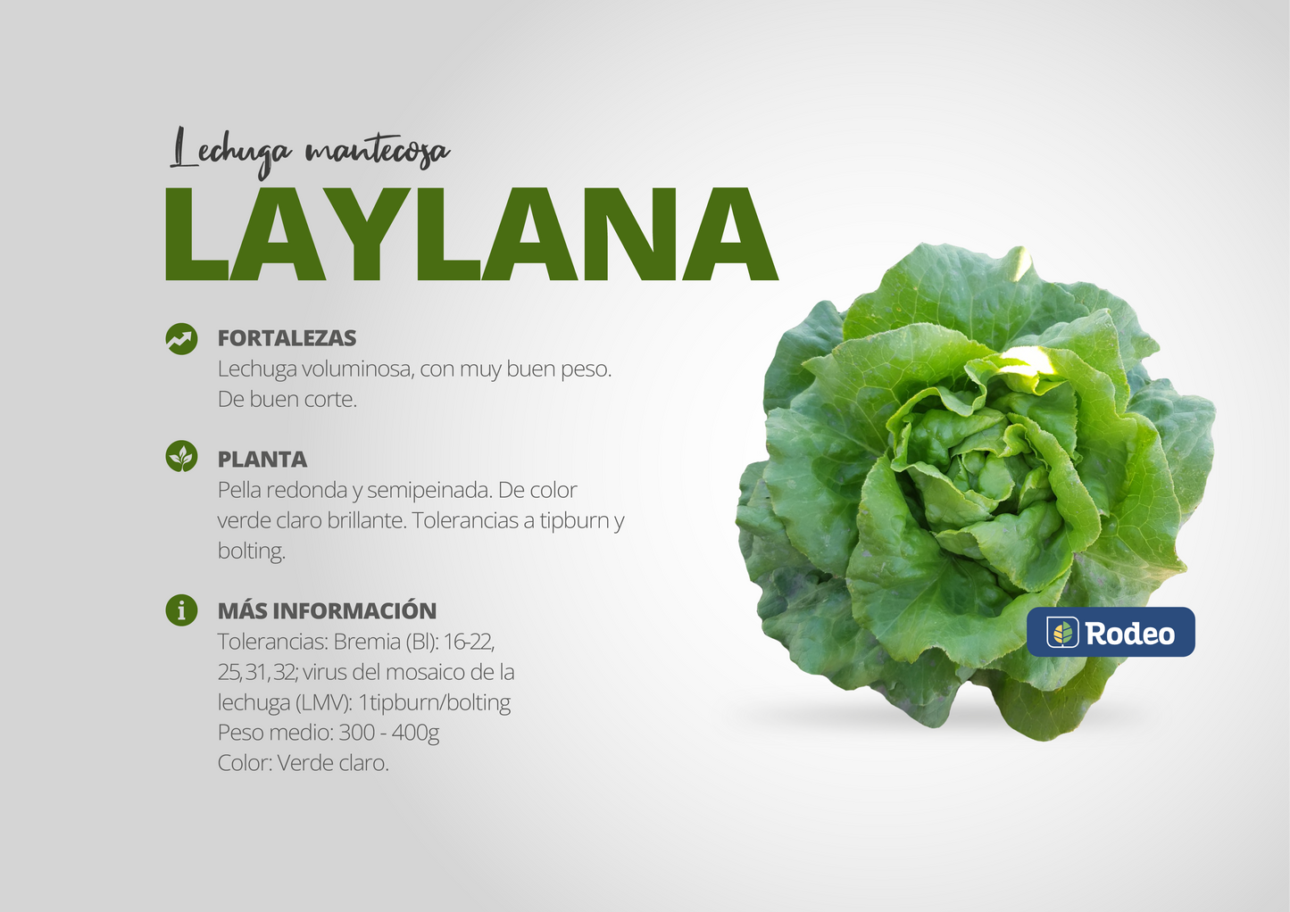 Semillas De Lechuga Mantecosa Laylana X 50g Rodeo Semillas